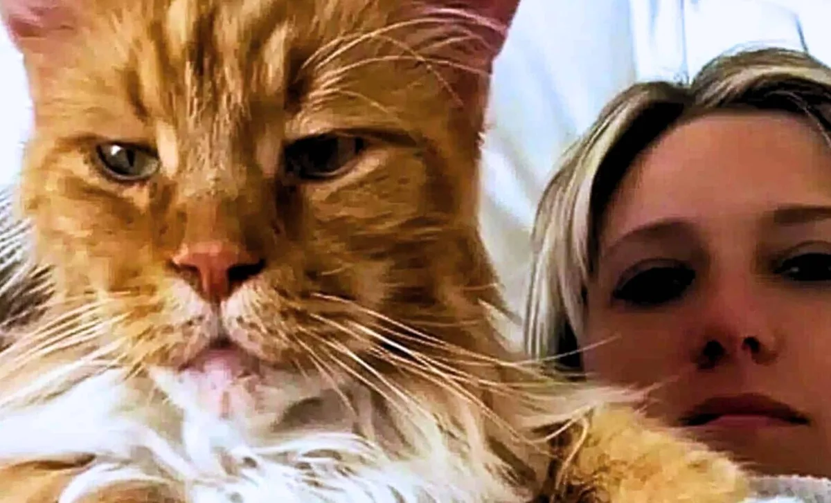 Finn, der riesige Maine Coon aus San Carlos