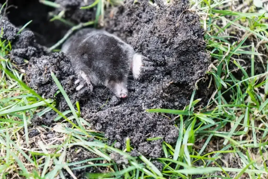Maulwürfe im Garten: Wie man sie versteht und damit umgeht